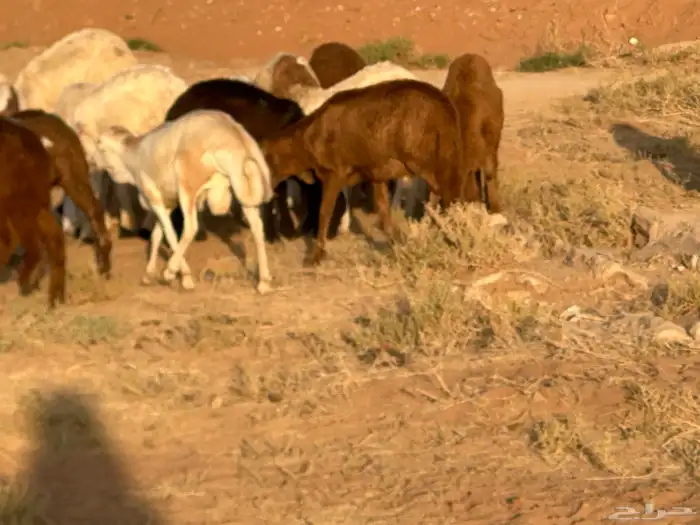 سواكنيات ورفيديات عمر 4 شهور مرابي 61