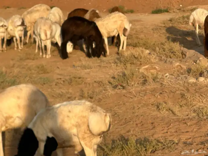 سواكنيات ورفيديات عمر 4 شهور مرابي 58