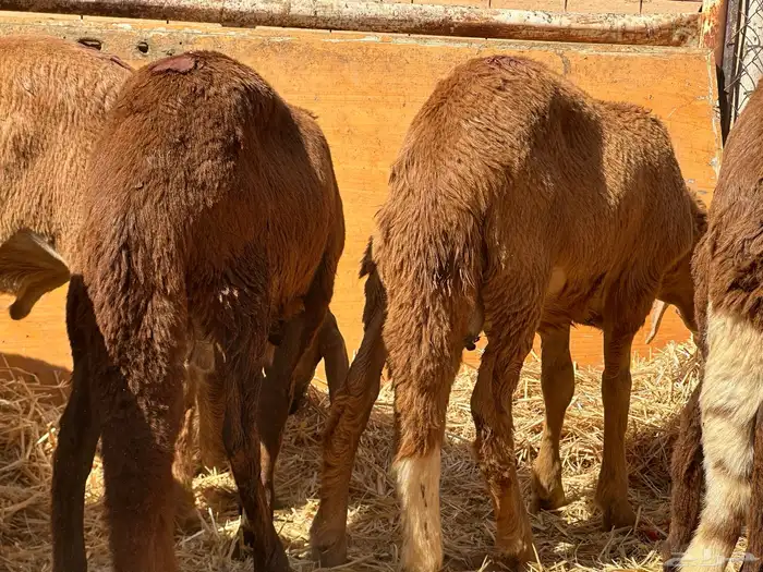 سواكنيات ورفيديات عمر 4 شهور مرابي 22