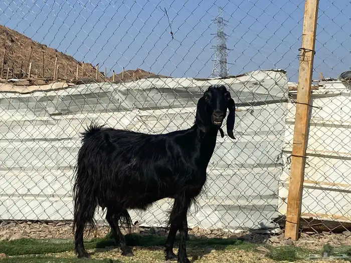 عنز حبشيه دافع 4