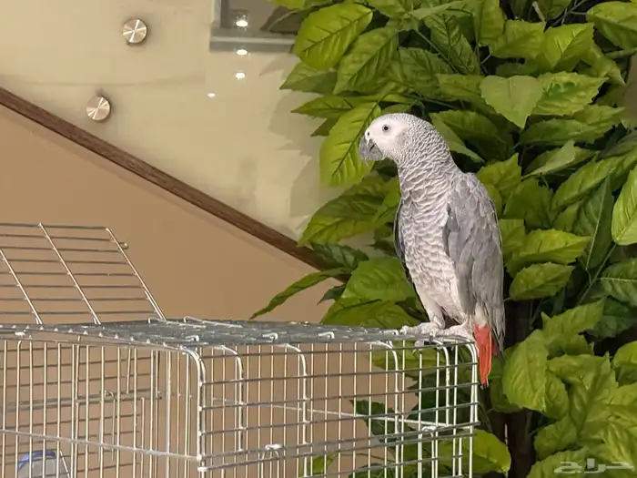 كاسكو للبيع عمره سنتين ونص واليف ومتكلم جدا ويوجد مقاطع 1