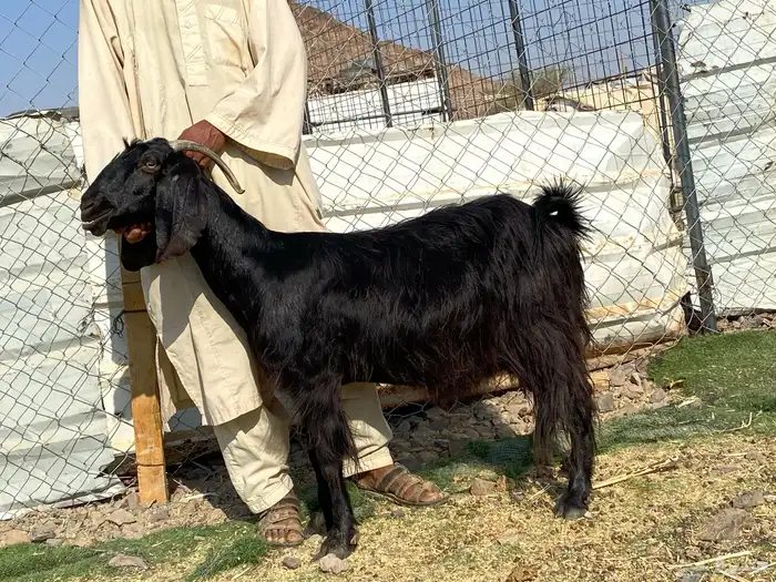 عنز حبشيه دافع 1