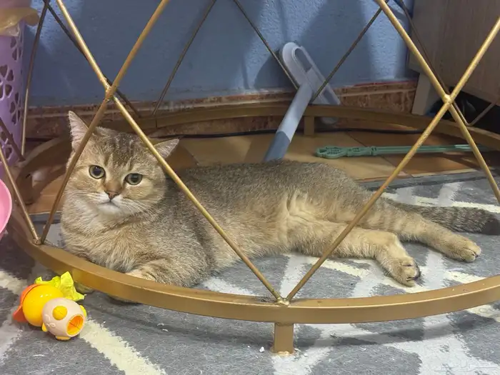 قط بريطاني قولدن شورت هير (Golden British Shorthair) 2