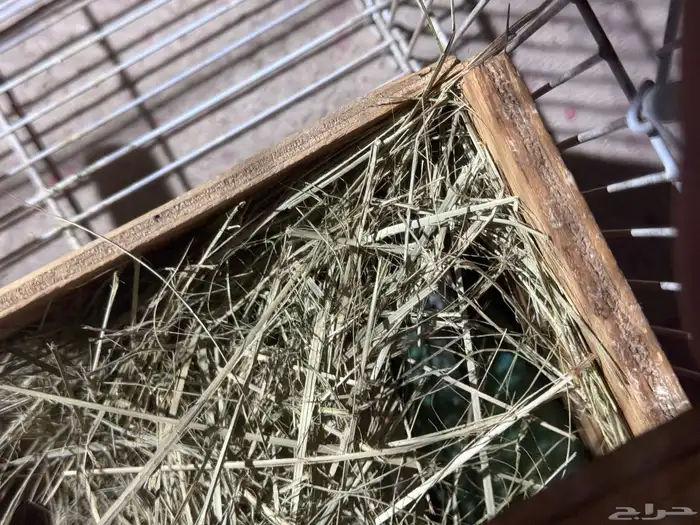 لبيع جوزين روز 0