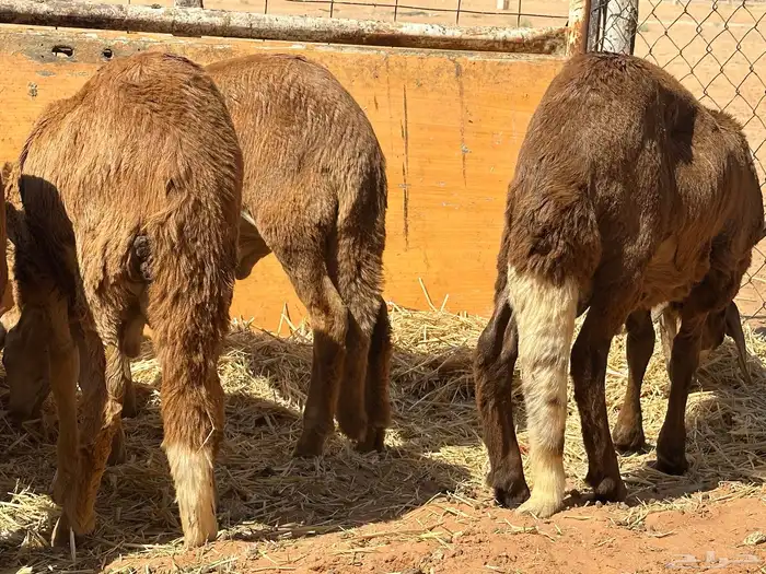 سواكنيات ورفيديات عمر 4 شهور مرابي 12