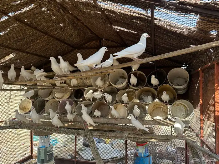 حمام فرنسي للبيع 2