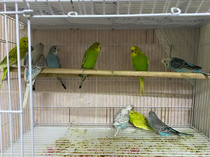 جوز و 8 فروخ بادجي السعر قابل للتفاوض البسيط 1