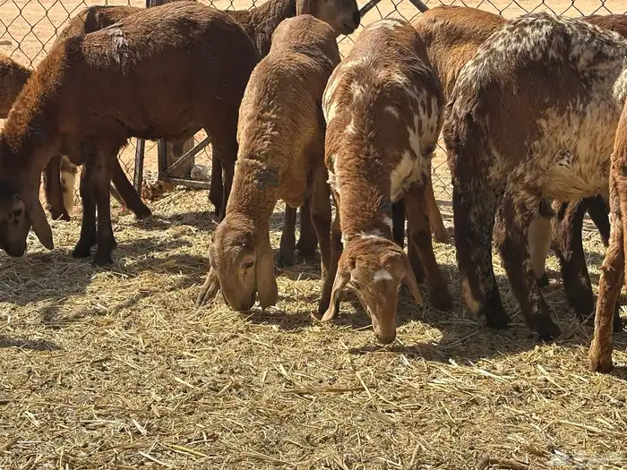 سواكنيات ورفيديات عمر 4 شهور مرابي 4