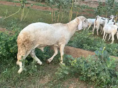 فحل سواكني ابيض درماني ثني index