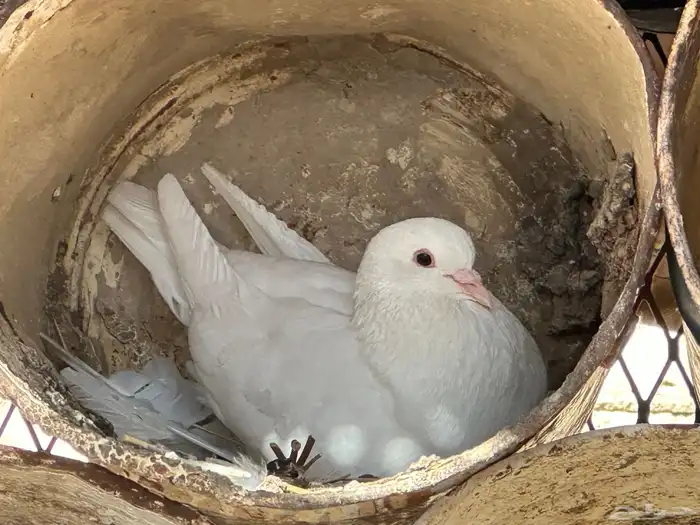 حمام فرنسي للبيع 5