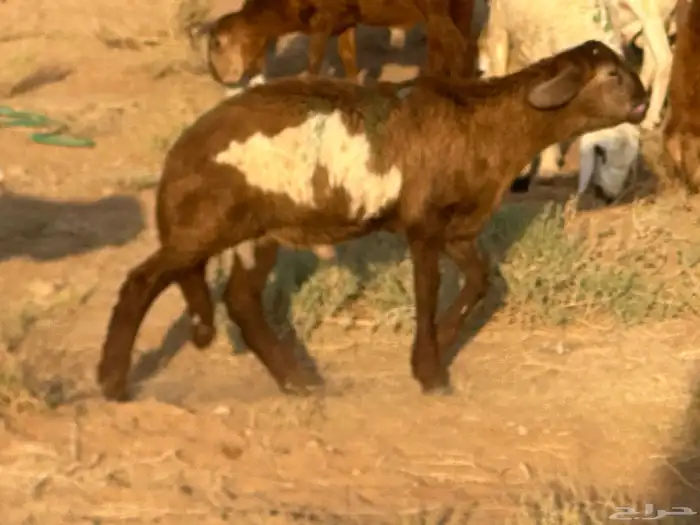 سواكنيات ورفيديات عمر 4 شهور مرابي 68