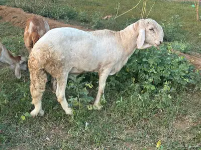 فحل سواكني ابيض درماني ثني index