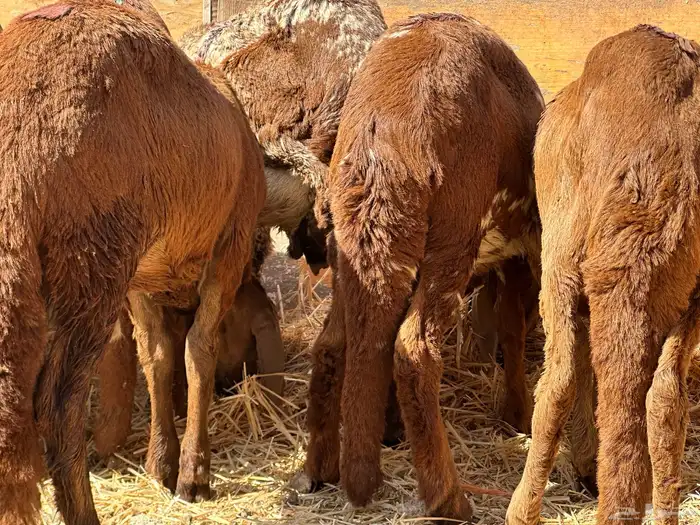 سواكن مرابي حمري 1