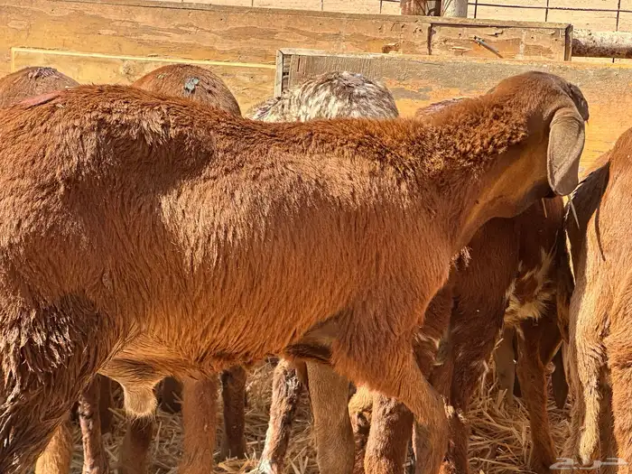 سواكنيات ورفيديات عمر 4 شهور مرابي 18