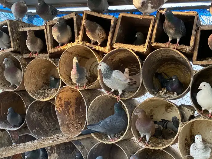 حمام مشكل فاخر سوبر جانبو 3