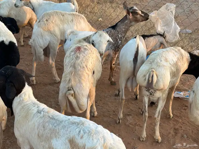 رفيديات وبرابر مرابي طب وتخير 57