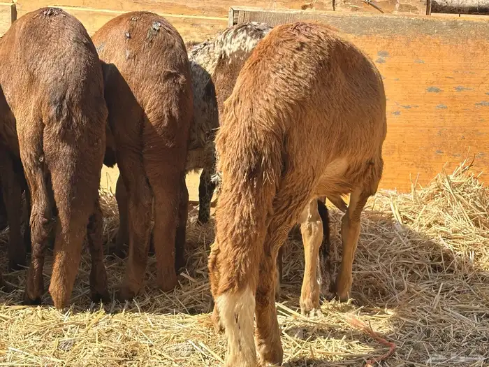 سواكنيات ورفيديات عمر 4 شهور مرابي 9