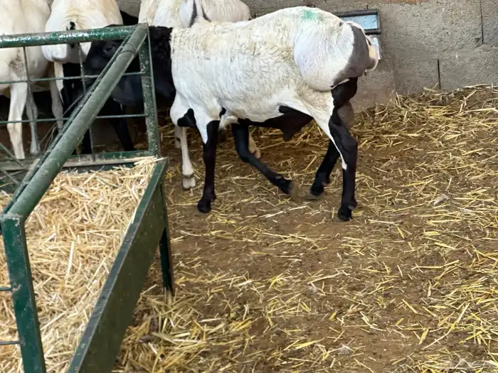 سواكنيات ورفيديات عمر 4 شهور مرابي 46