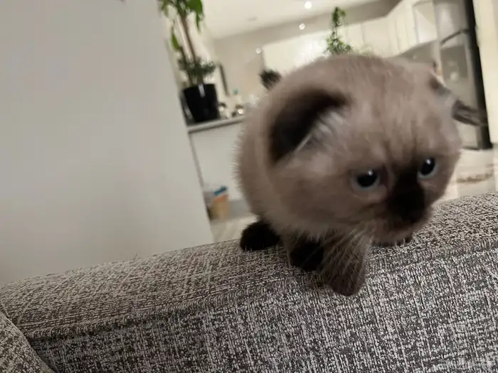 قطوة همالايا سكوتش اصلي انثى انثى 11