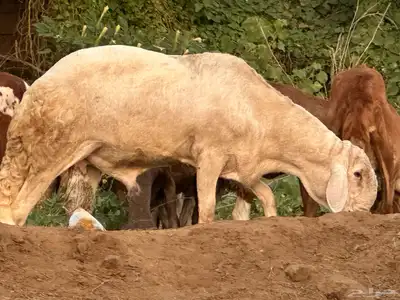 فحل سواكني ابيض درماني ثني index