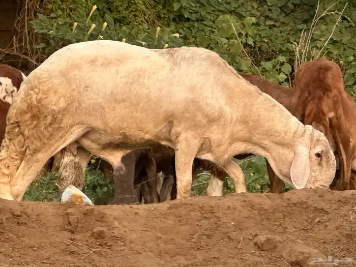 فحل سواكني ابيض درماني ثني 3