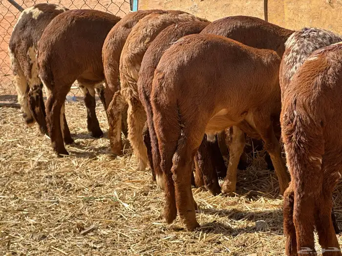 سواكنيات ورفيديات عمر 4 شهور مرابي 37