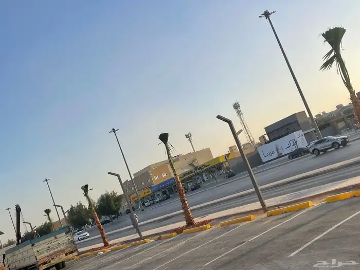 نخيل واشنطن للبيع بجميع انوواع المقاسات 5