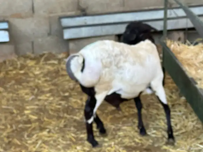 سواكنيات ورفيديات عمر 4 شهور مرابي 44