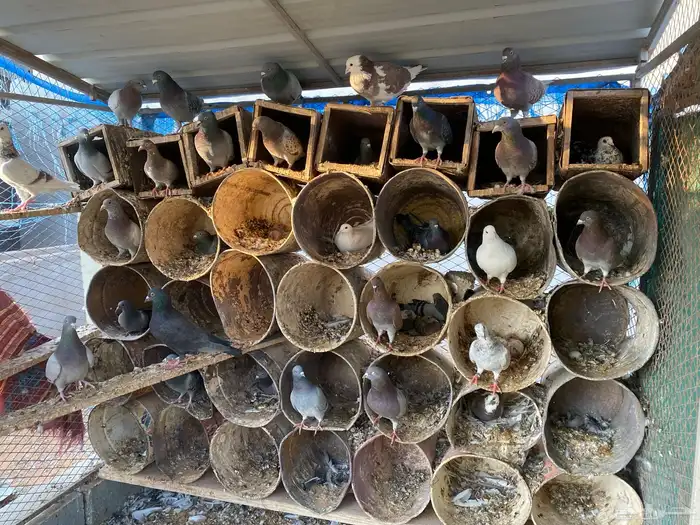 حمام مشكل فاخر سوبر جانبو 4