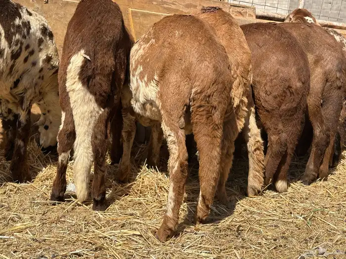 سواكنيات ورفيديات عمر 4 شهور مرابي 25