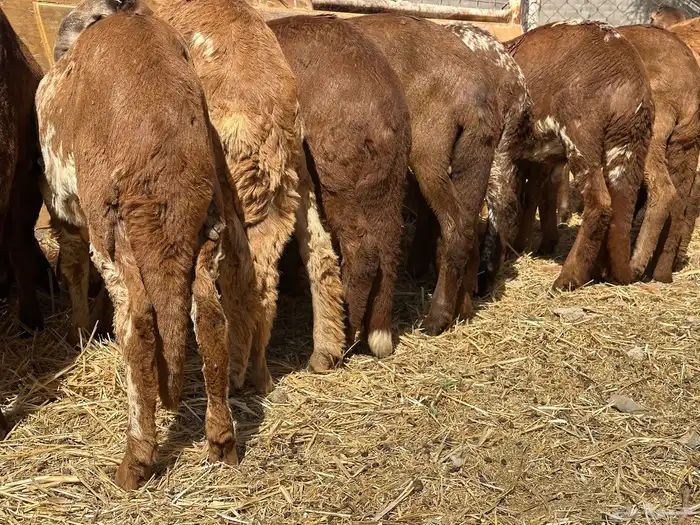 سواكنيات ورفيديات عمر 4 شهور مرابي 26