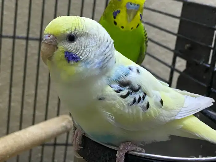 للبيع ثلاث ببغاء بادجي 1