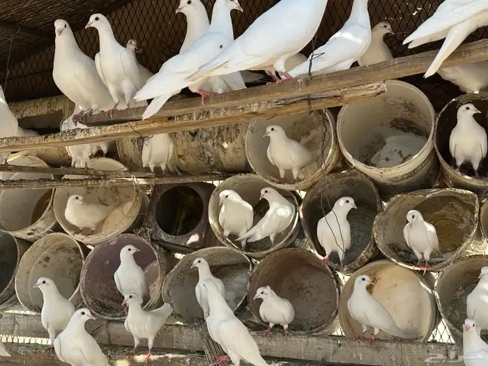 حمام فرنسي للبيع 4