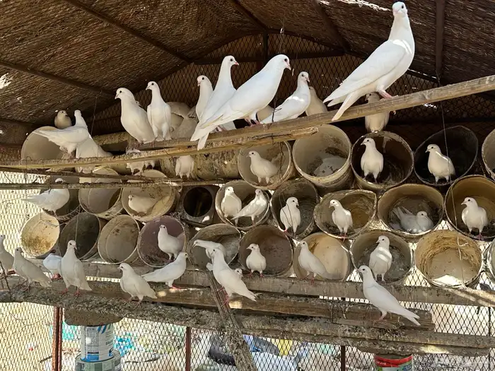 حمام فرنسي للبيع 3