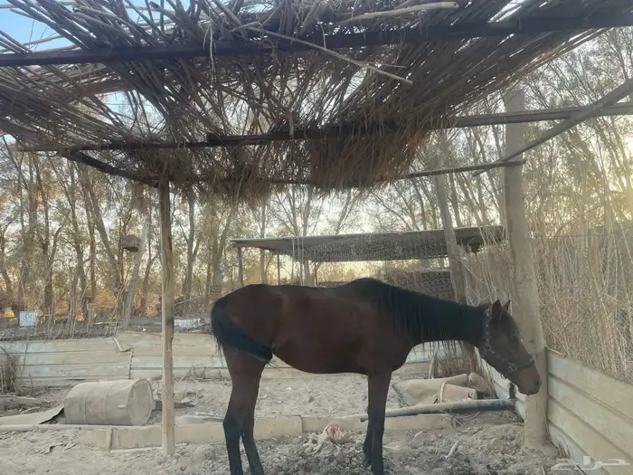 فارس شعبيه 2