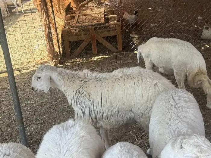 طليان. والتيوس ذبايح. 19