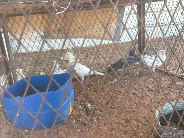 جوز حمام واثنتين فردي يات أنثى و ذكر 0