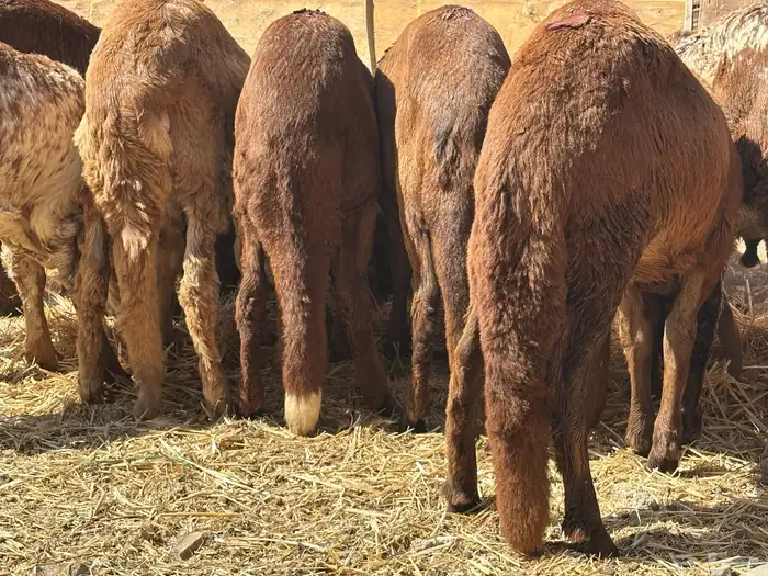 سواكنيات ورفيديات عمر 4 شهور مرابي 16