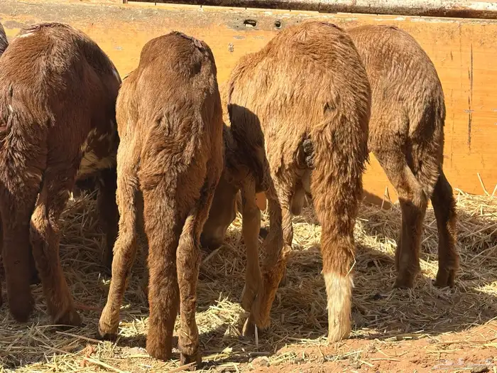 سواكنيات ورفيديات عمر 4 شهور مرابي 13