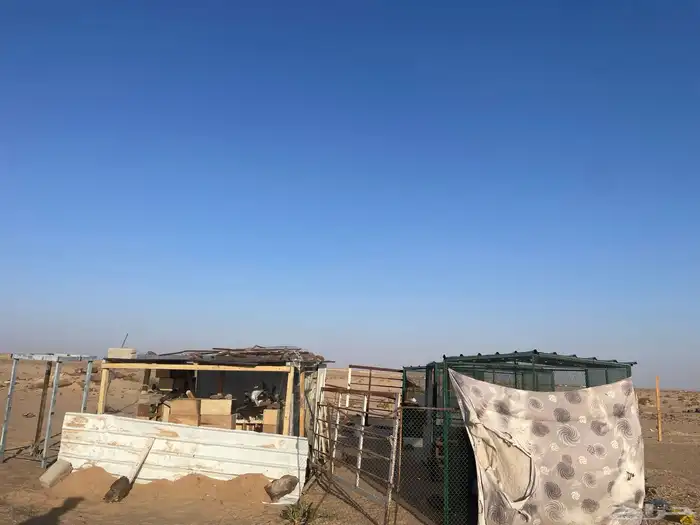 حمام فرنسي وزاجل وهندي 1