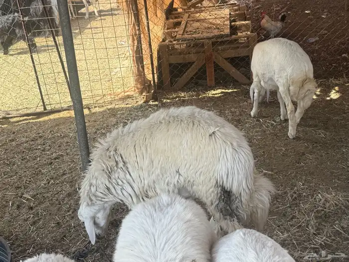 طليان. والتيوس ذبايح. 17