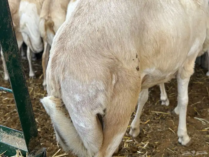 سواكنيات ورفيديات عمر 4 شهور مرابي 85