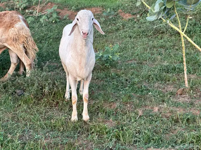 فحل سواكني ابيض درماني ثني 9