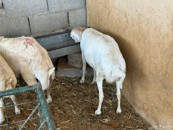 سواكنيات ورفيديات عمر 4 شهور مرابي 93