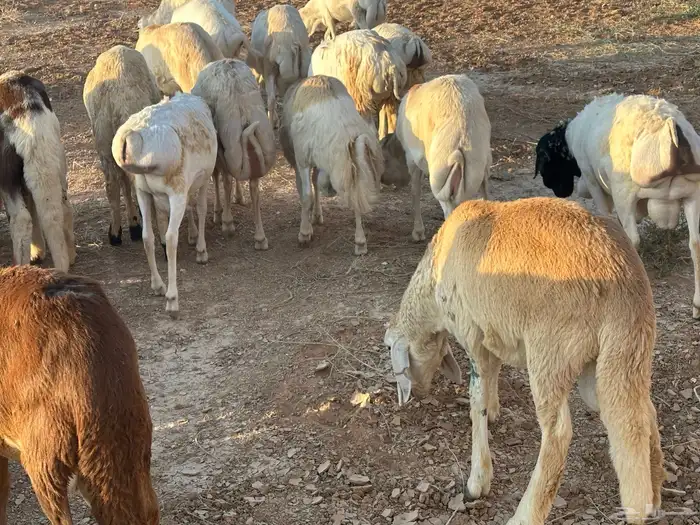 رفيديات وبرابر مرابي طب وتخير 1