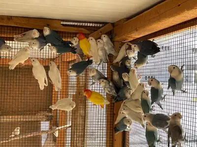 حضيرة روز ( لافبير ) منتجين شرط بالبياضات index