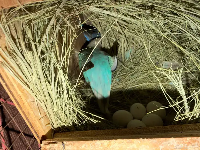 لبيع جوزين روز 5