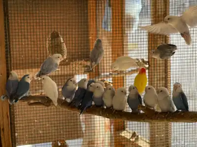 حضيرة روز ( لافبير ) منتجين شرط بالبياضات index