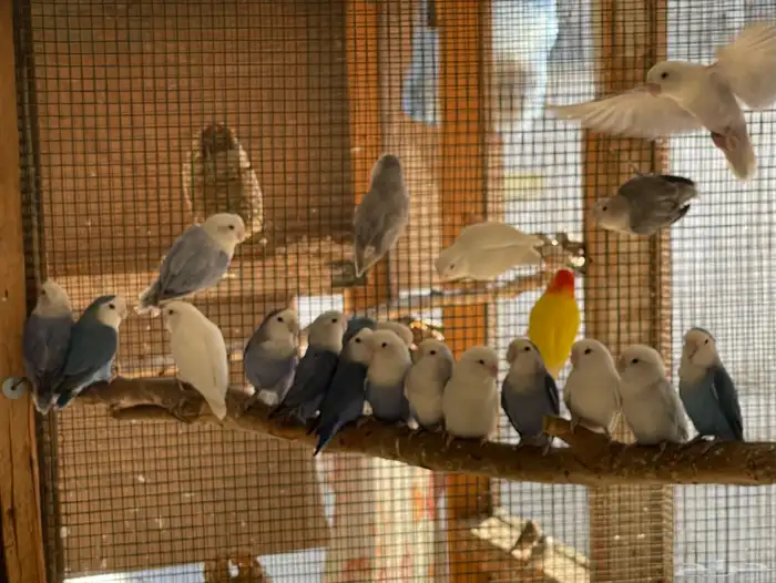 حضيرة روز ( لافبير ) منتجين شرط بالبياضات 3