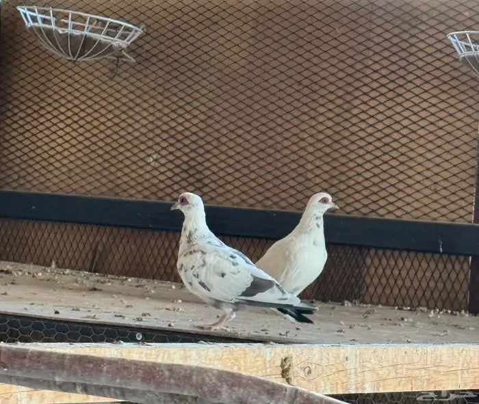 افريقي ابوجفون ابرق طبه كبيره 0